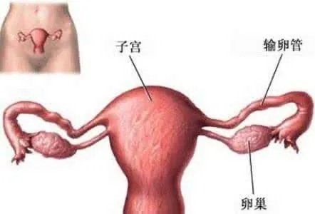 卵泡多大算成熟？