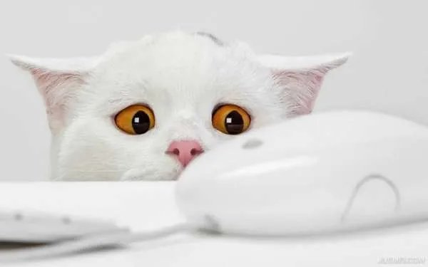好看的猫图片