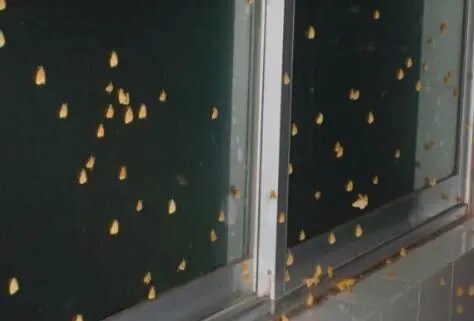 红飞蛾有毒吗 红色飞蛾是什么品种的昆虫