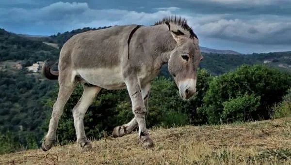临沂一驴肉馆里逃出一头驴狂奔不止,这说明了什么?