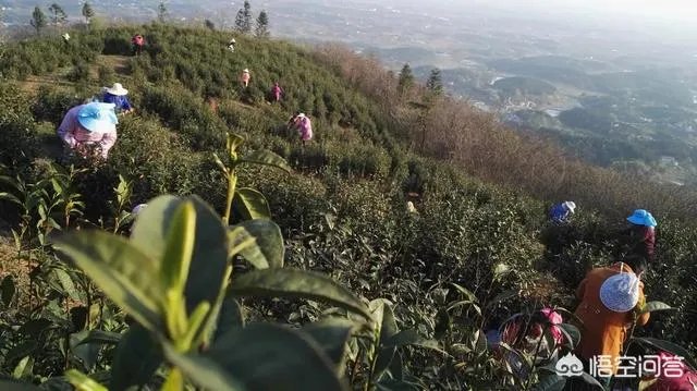 中国茶叶的排名?