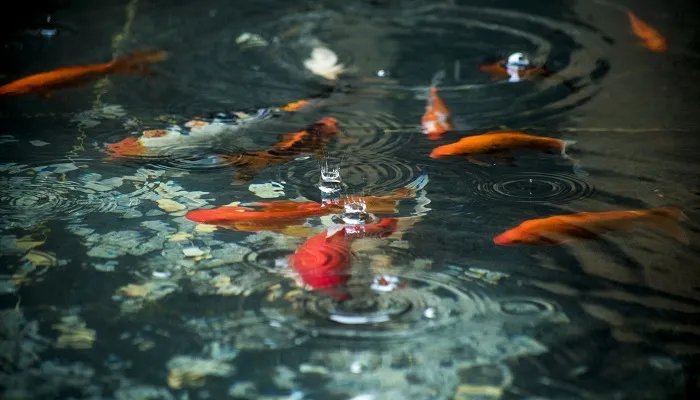 水的化学方程式