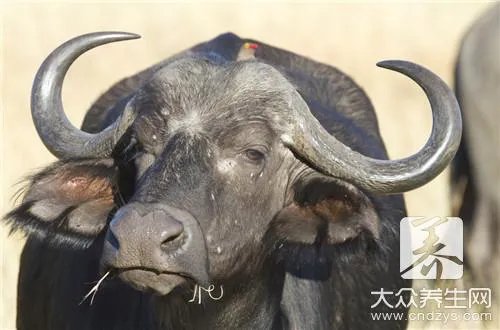 牦牛角手镯的功效是什么?
