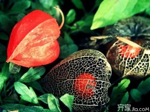 什么是含羞果 含羞果的功效与作用