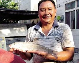 鲖鱼