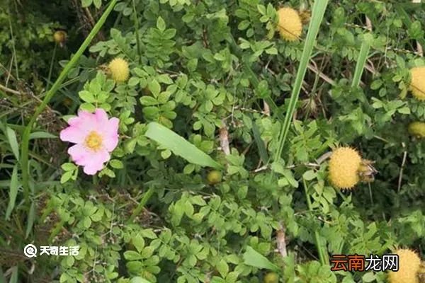 缫丝花的功效与作用 缫丝花有什么功效