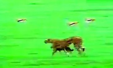 猎猫科的介绍