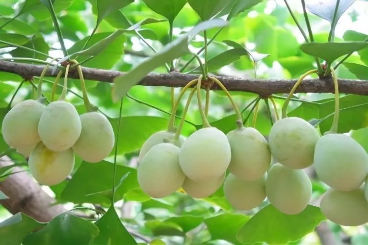 白果仁图片