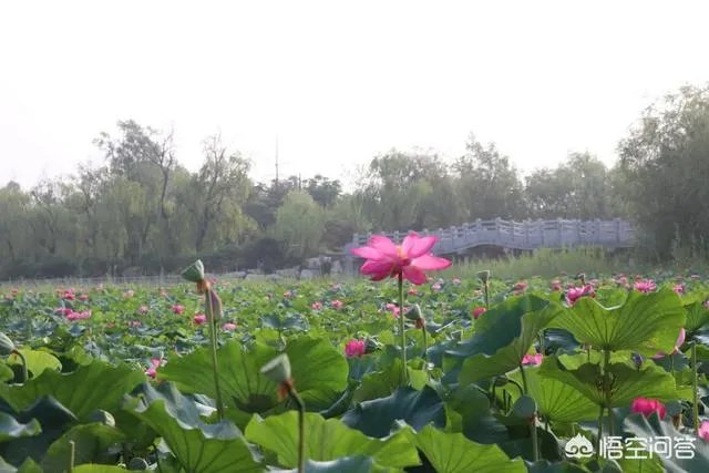 潍坊湿地公园在哪里?有多大?