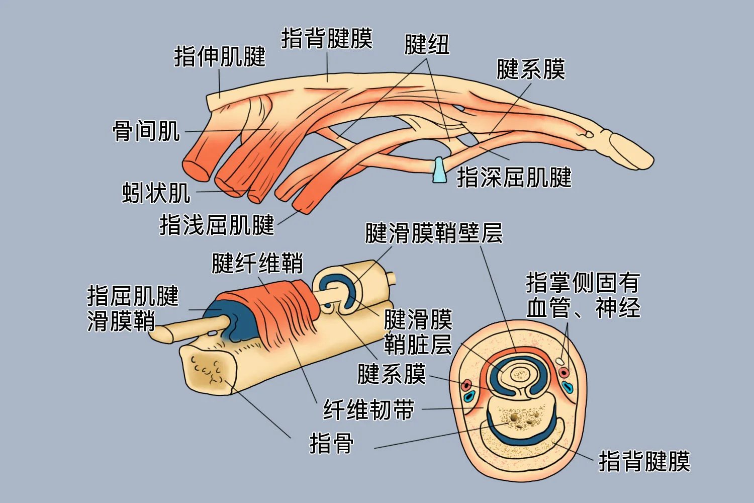 无名指图片