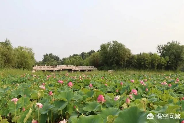 潍坊湿地公园在哪里?有多大?