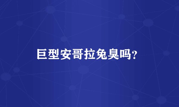 巨型安哥拉兔臭吗？