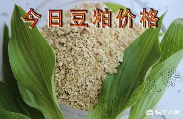 今日豆粕价格如何?
