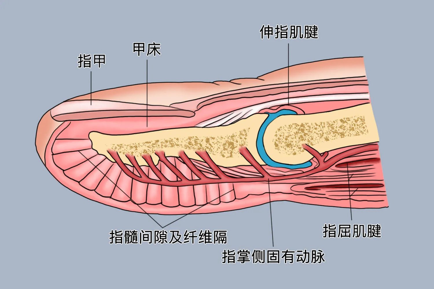 无名指图片