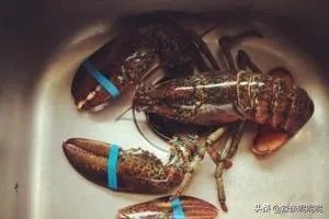 清蒸波士顿龙虾做法？