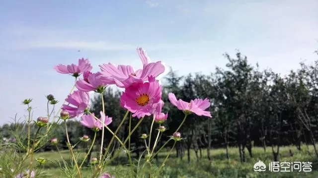 潍坊湿地公园在哪里?有多大?