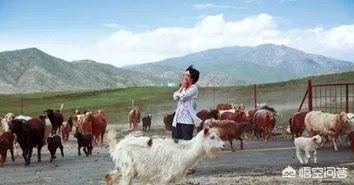 李娟的散文特别好,谁能说说她散文的特点是怎样的?