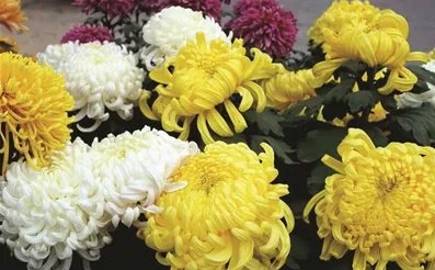 杭州哪里有菊花展是2020年几月几号?