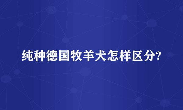 纯种德国牧羊犬怎样区分?