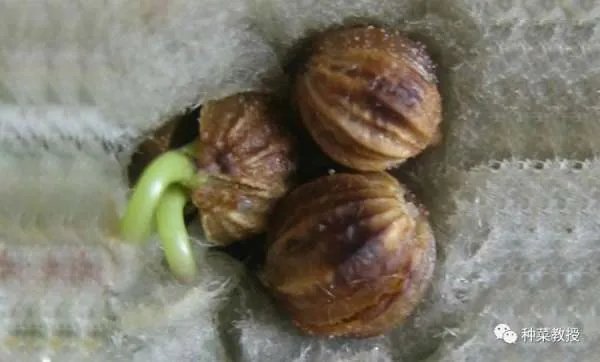 香菜种植有什么好方法