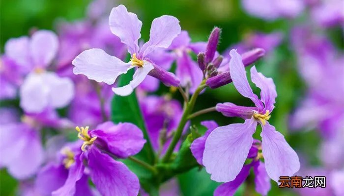 二月兰花语,二月兰花语象征与寓意?