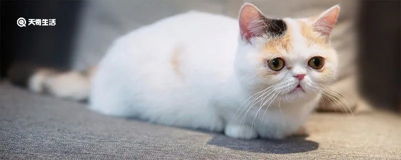 波斯猫的眼睛 波斯猫价格多少钱一只