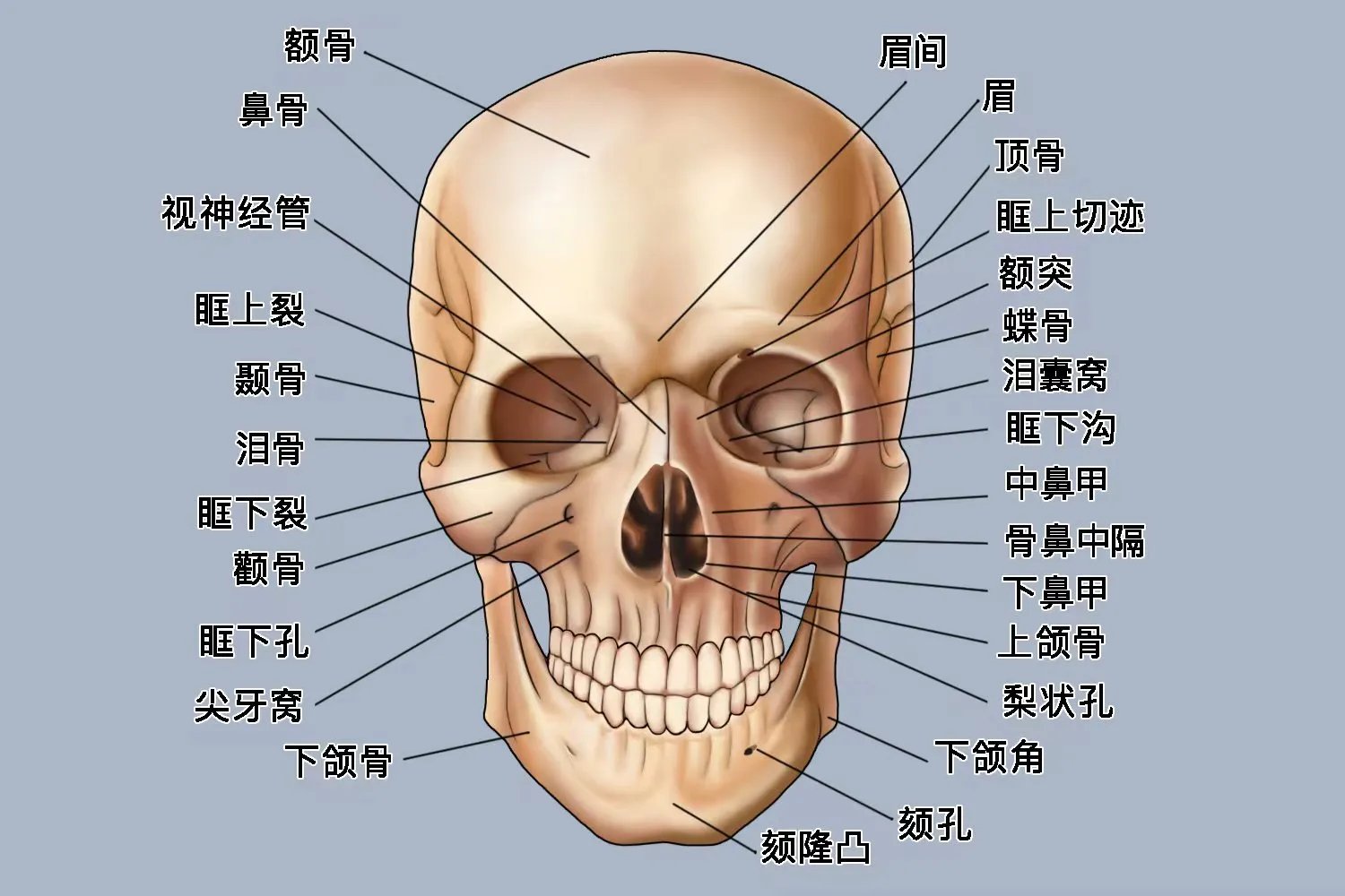 人体头部骨骼结构图
