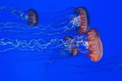 海水鱼白点病的治疗方法有哪些 如何预防海水鱼白点病